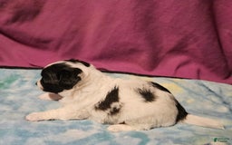Chihuahua dogs for sale: Nix - Image 10