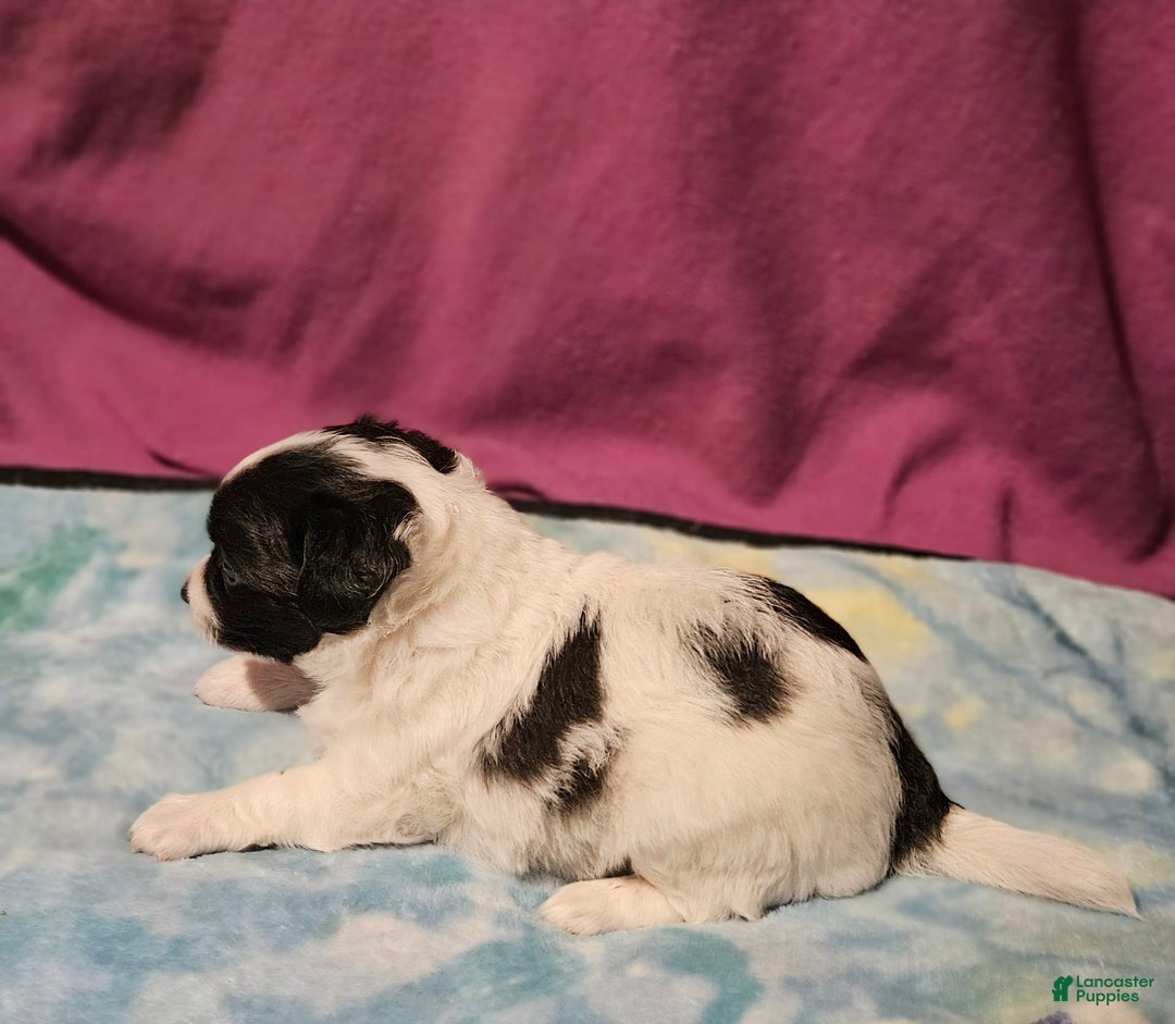 Chihuahua dogs for sale: Nix - Image 10