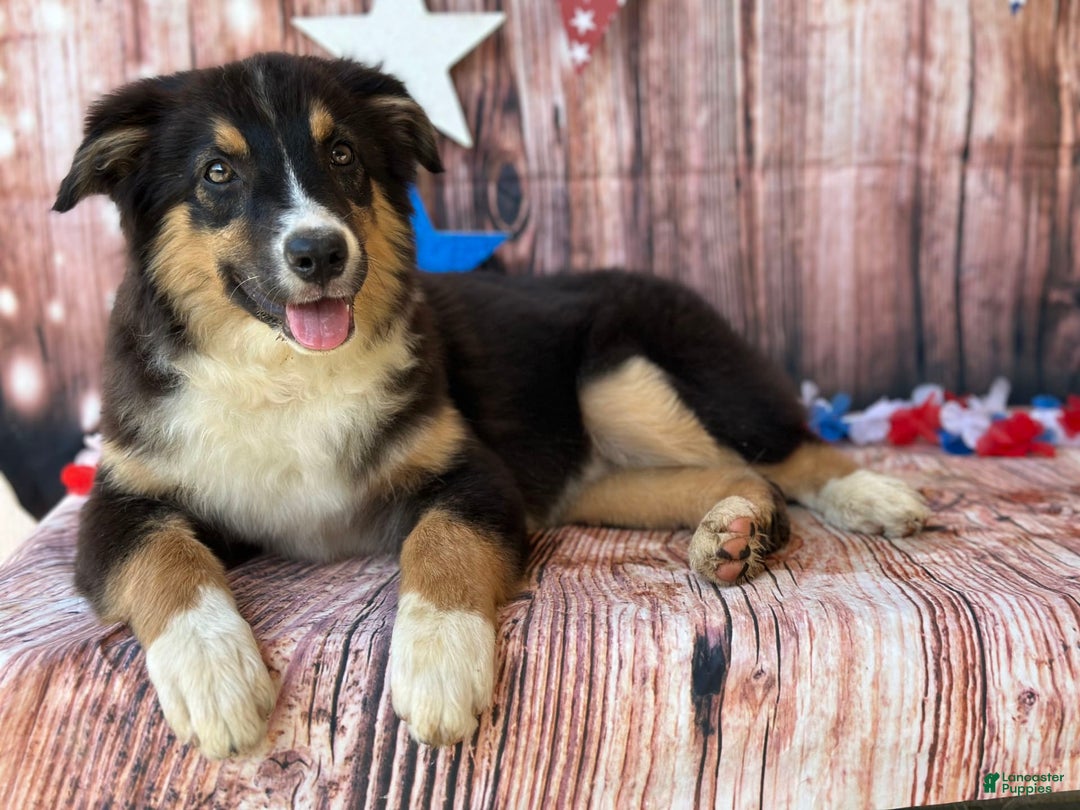Australian Shepherd dogs for sale: Purple Collar Girl - Image 2