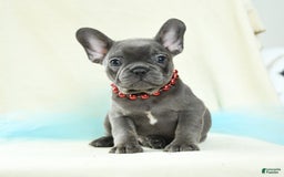 French Bulldog dogs for sale: Thatcher Akc - Image 3