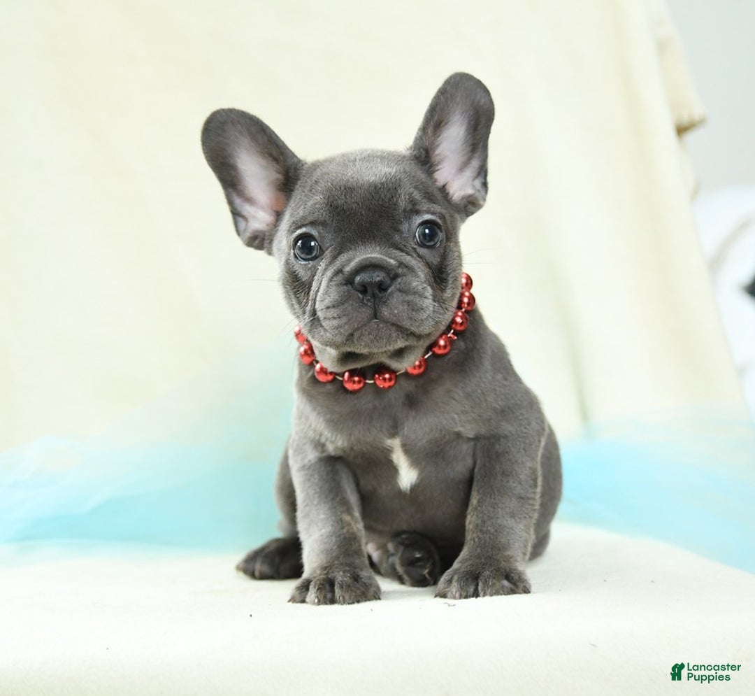 French Bulldog dogs for sale: Thatcher Akc - Image 3
