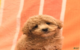 Bichpoo dogs for sale: Missy - Image 3