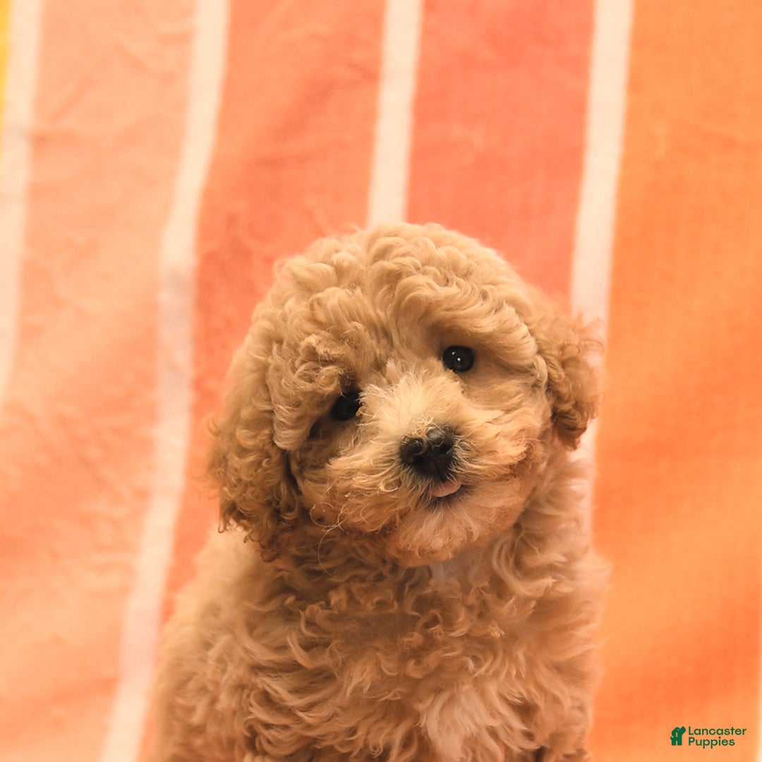 Bichpoo dogs for sale: Missy - Image 3