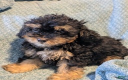 Shihpoo dogs for sale: Thing 1 - Image 1