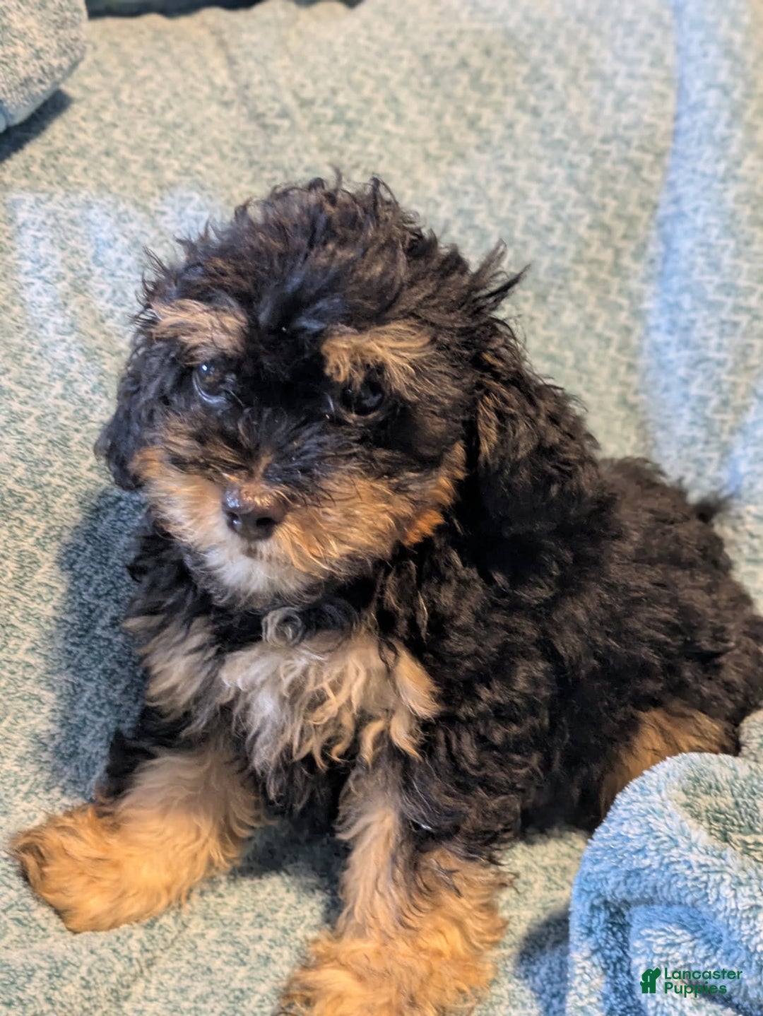 Shihpoo dogs for sale: Thing 1 - Image 1
