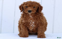 Standard Poodle dogs for sale: Ronnie - Image 11
