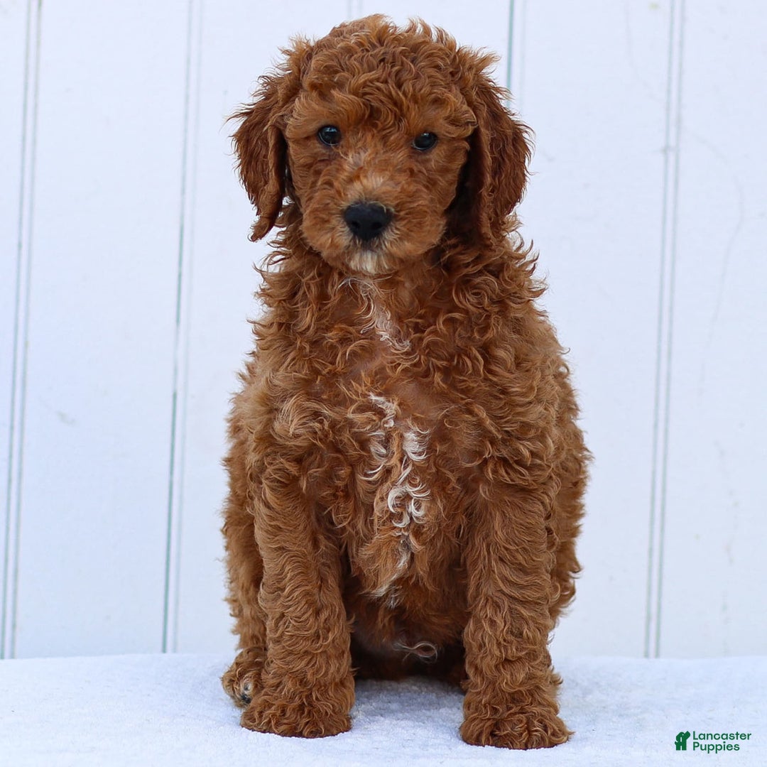 Standard Poodle dogs for sale: Ronnie - Image 11