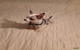 Chihuahua dogs for sale: Toy Lily - Image 6