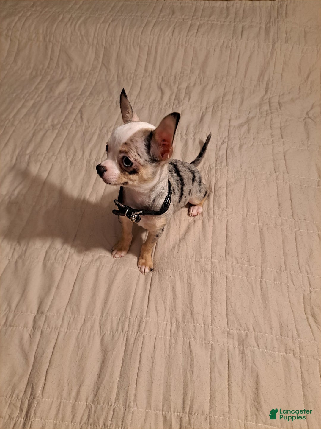 Chihuahua dogs for sale: Toy Lily - Image 6