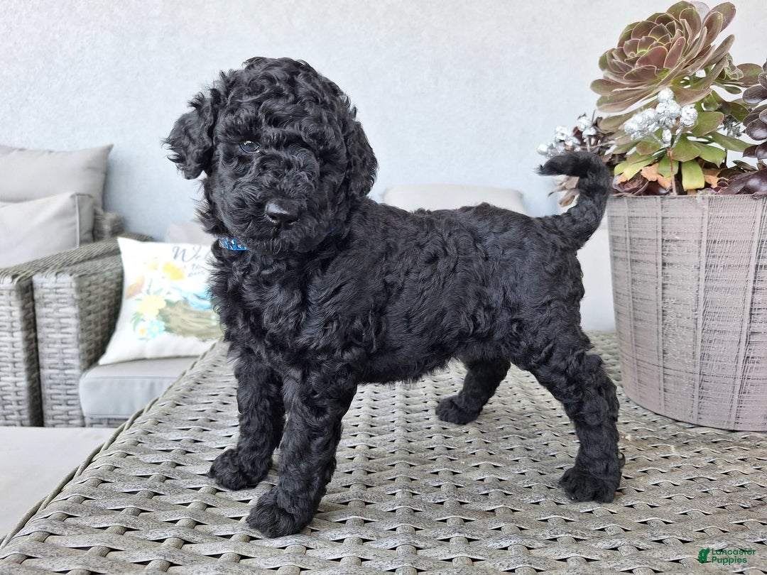 Standard Poodle dogs for sale: Jet Black ⚫️ - Image 3