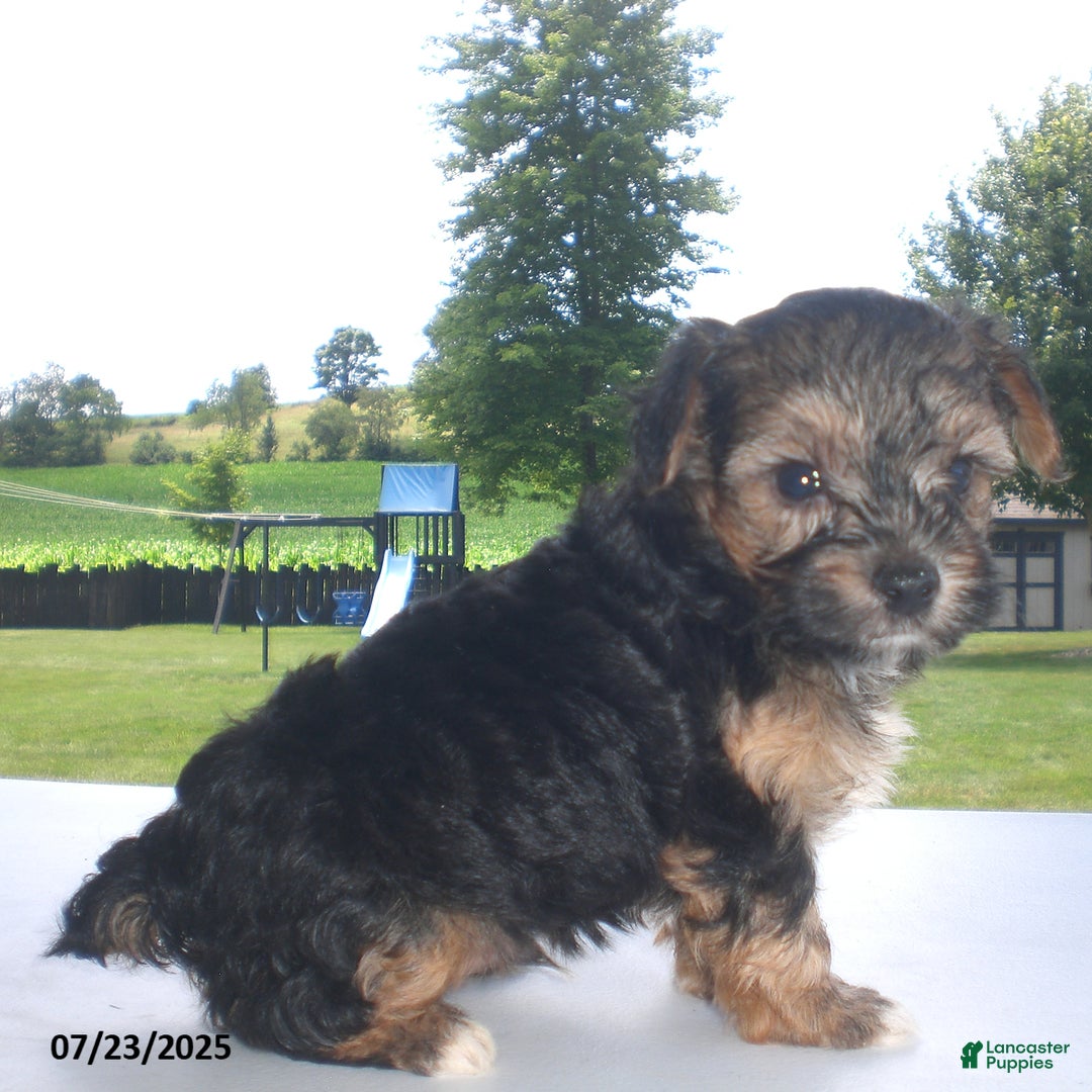 Yorkiepoo dogs for sale: Sammy - Image 2