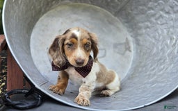 Miniature Dachshund dogs for sale: Sweets - Image 5