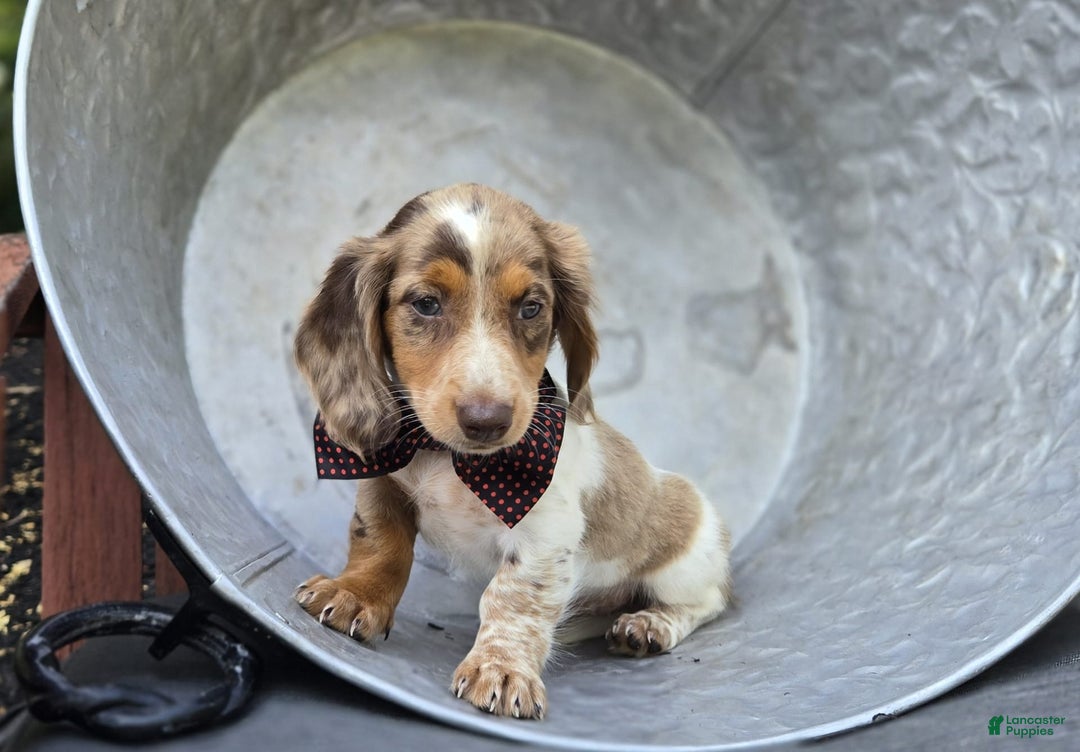 Miniature Dachshund dogs for sale: Sweets - Image 5