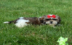 Shih Tzu dogs for sale: Lucky - Image 1
