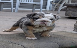 English Bulldog dogs for sale: Lexi - Image 1