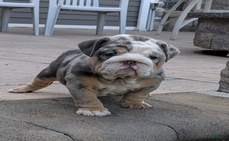 English Bulldog dogs for sale - Ad 1