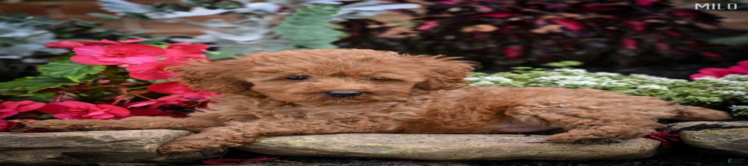 Milo