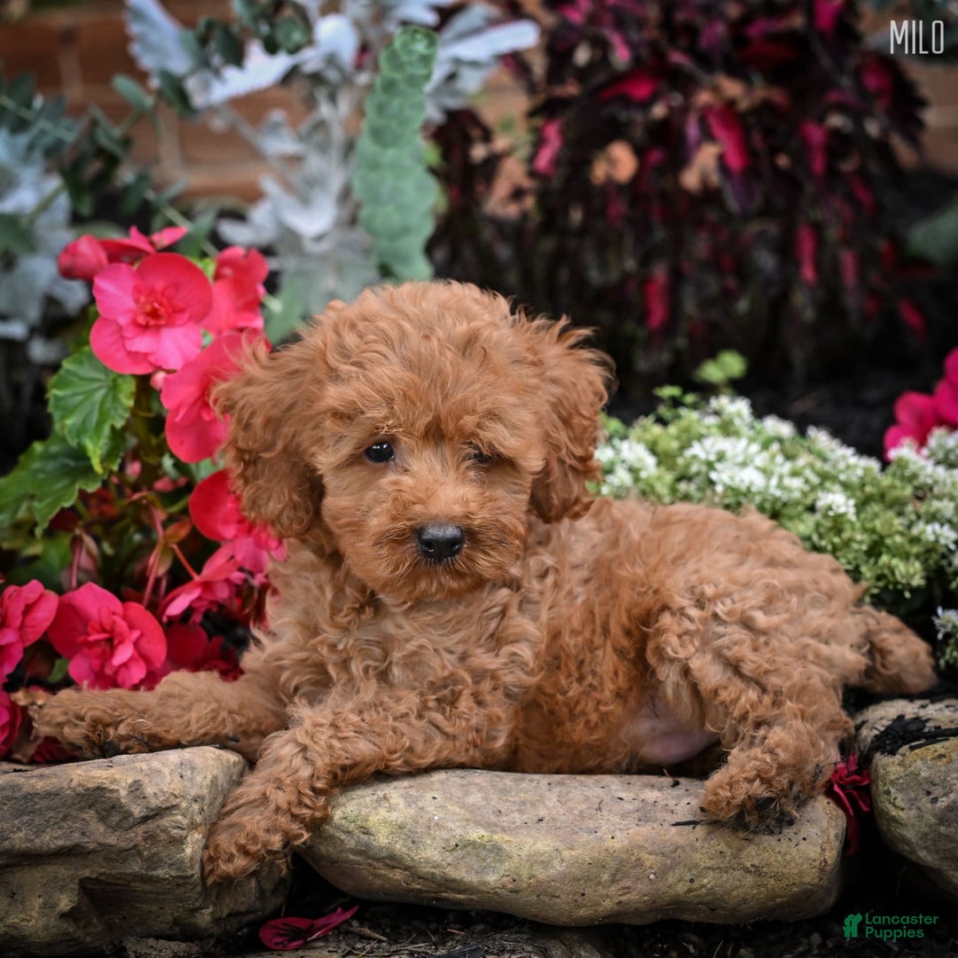 Cockapoo dogs for sale: Milo - Image 4