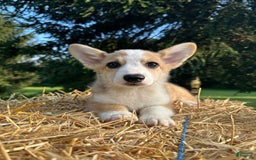 Welsh Corgi Pembroke dogs for sale: Molly - Image 17