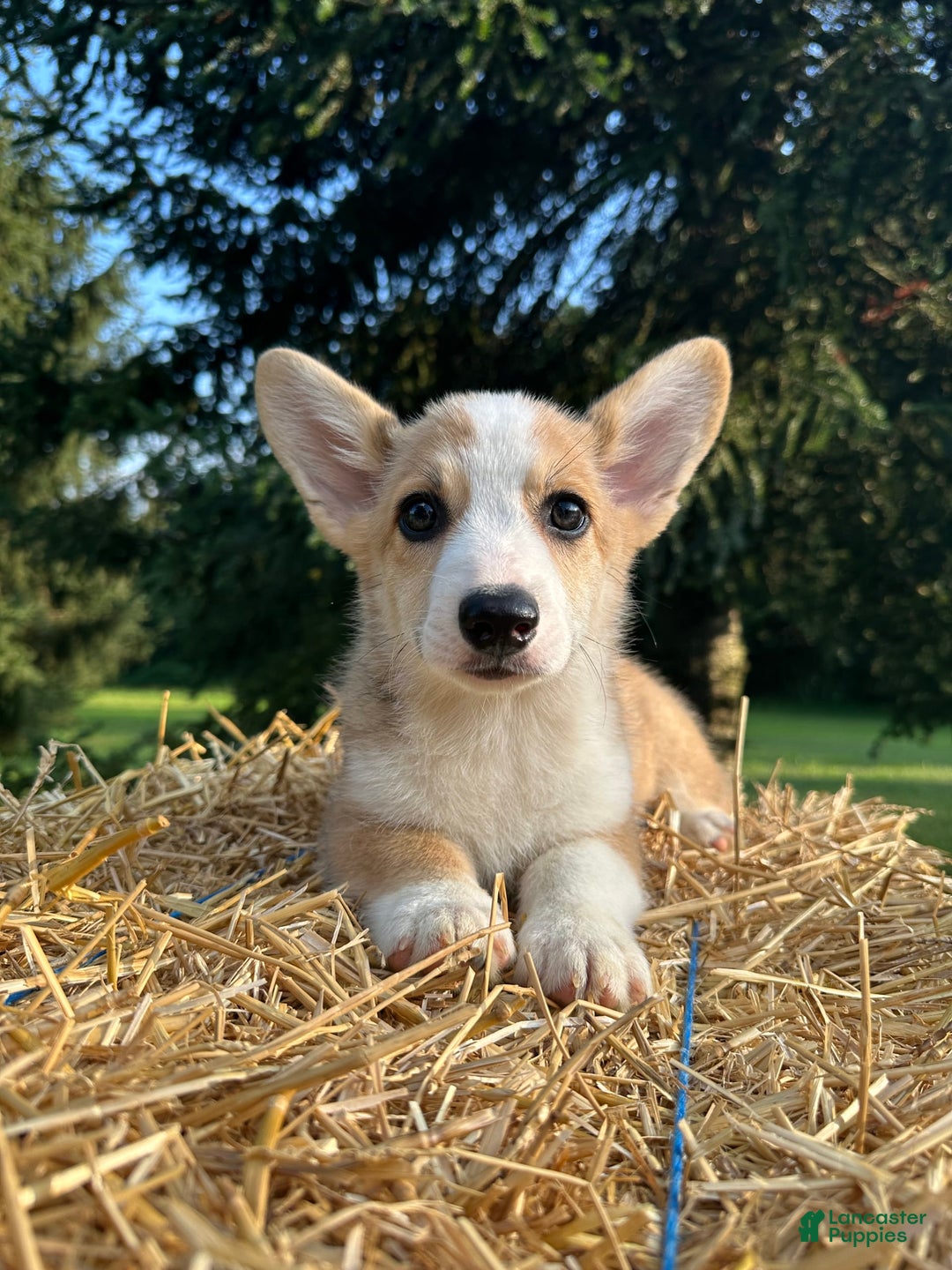 Welsh Corgi Pembroke dogs for sale: Molly - Image 17