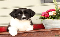 English Springer Spaniel dogs for sale: Abby - Image 2