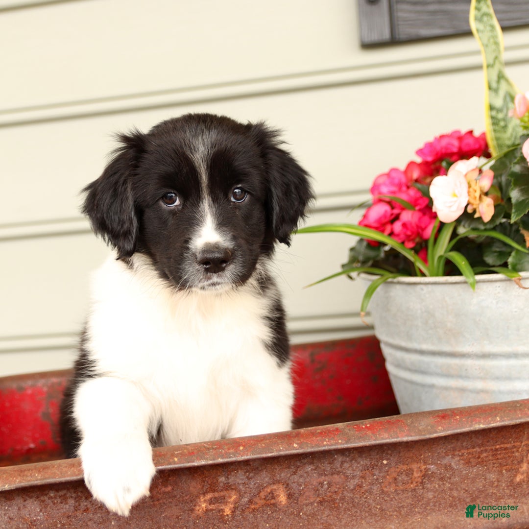 English Springer Spaniel dogs for sale: Abby - Image 2