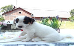 Jack Russell Terrier dogs for sale: Ronda - Image 3