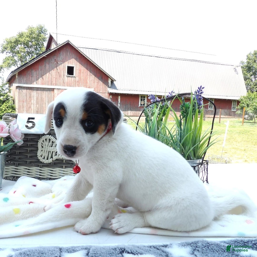 Jack Russell Terrier dogs for sale: Ronda - Image 3