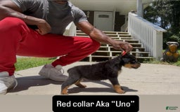 Rottweiler dogs for sale: Red Collar - Image 4