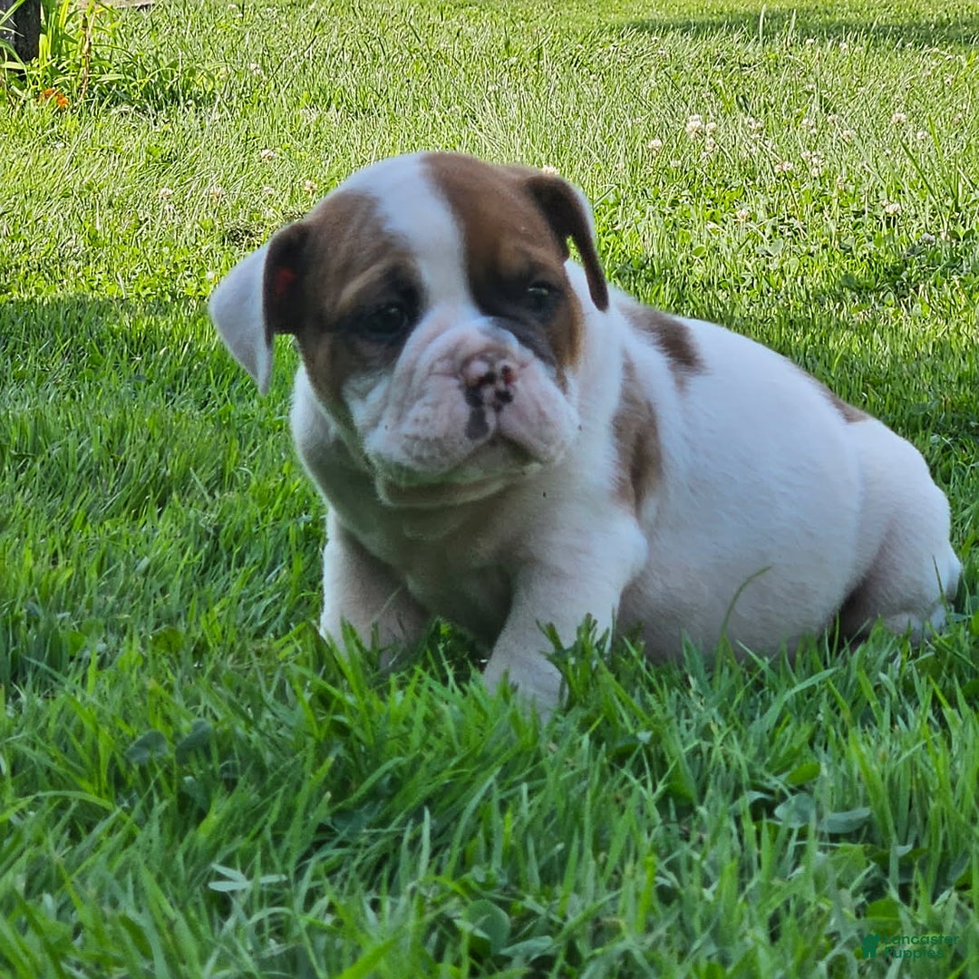 English Bulldog dogs for sale: Evan - Image 1