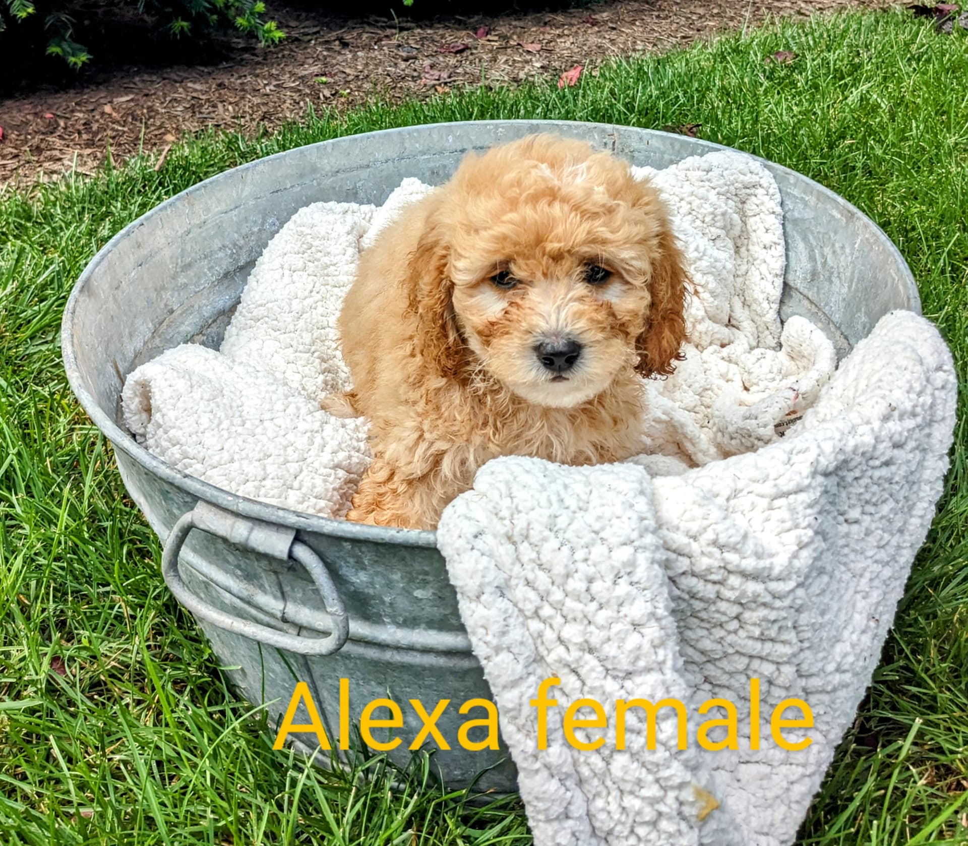 Mini Goldendoodle dogs for sale: Alexa - Image 4