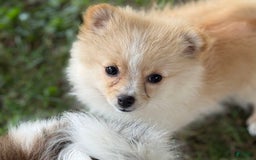 Pomeranian dogs for sale: Daffodil - Image 2