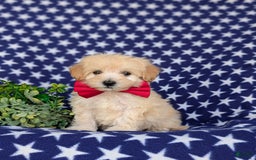 Maltipoo dogs for sale: Justyn 7 Lbs Full Grown - Image 3