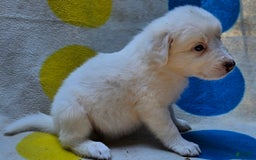 Border Collie dogs for sale: Grace - Image 9