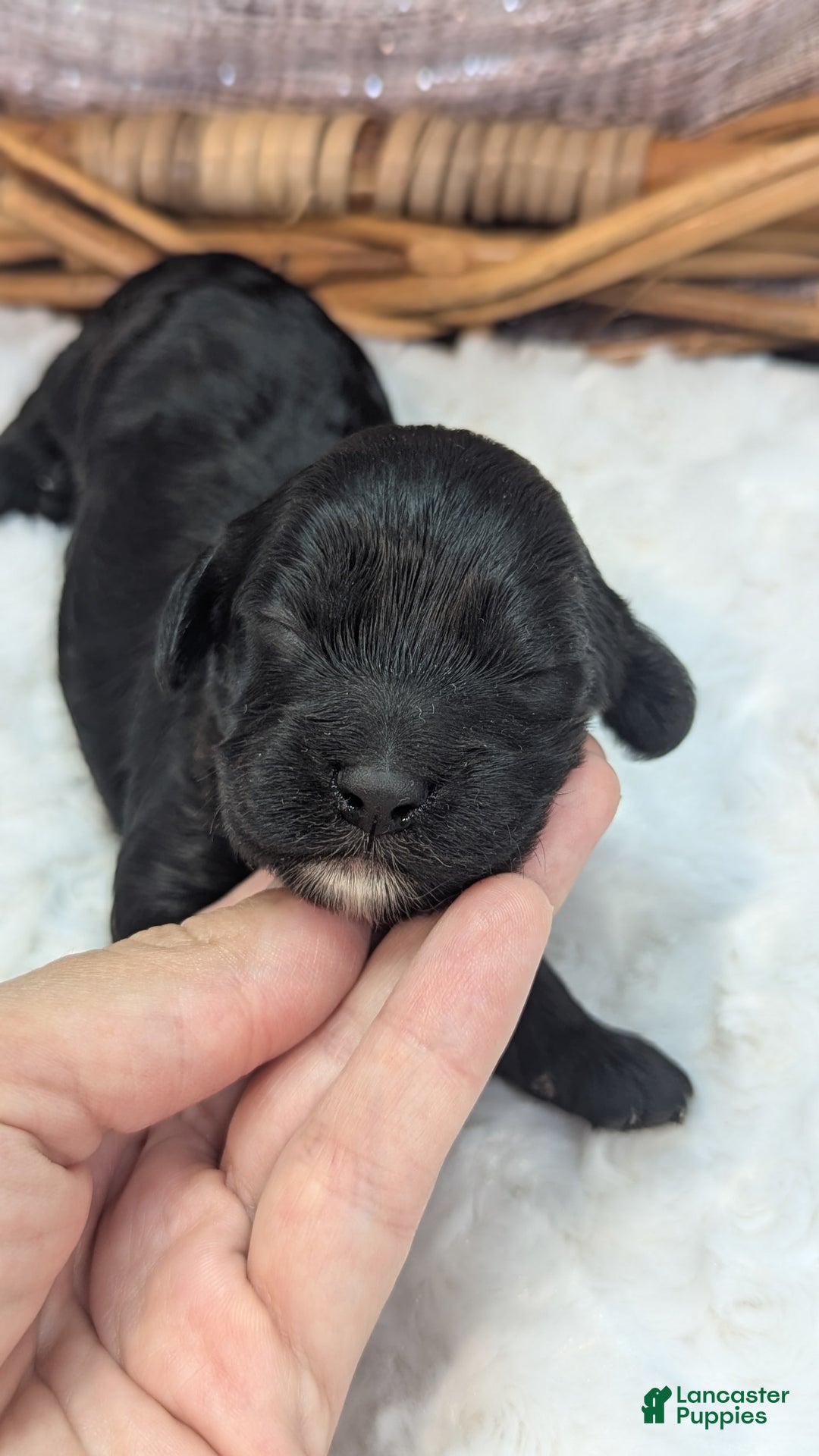 Cockapoo dogs for sale: Miranda - Image 1