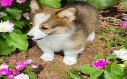 Welsh Corgi Pembroke dogs for sale: Tink Fluffy - Image 8