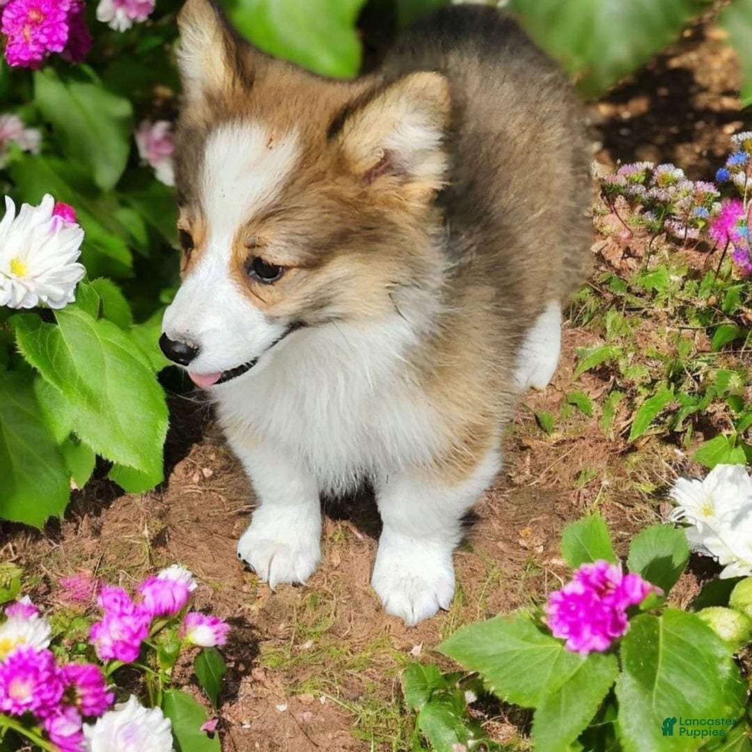 Welsh Corgi Pembroke dogs for sale: Tink Fluffy - Image 8