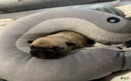 French Bulldog dogs for sale: Akc Fawn Black Mask - Image 1