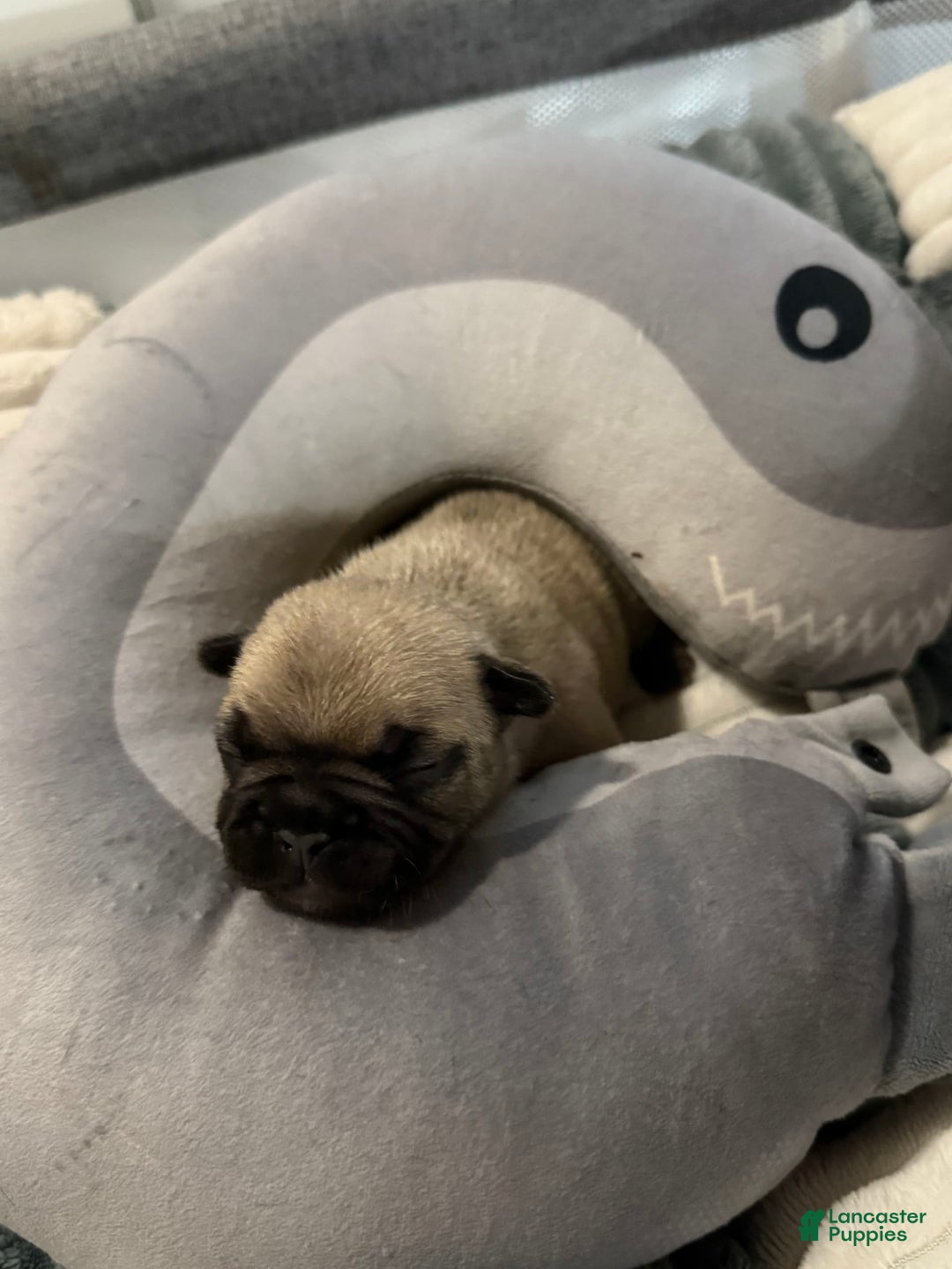 French Bulldog dogs for sale: Akc Fawn Black Mask - Image 1