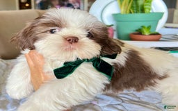 Shih Tzu dogs for sale: Rosse - Image 3