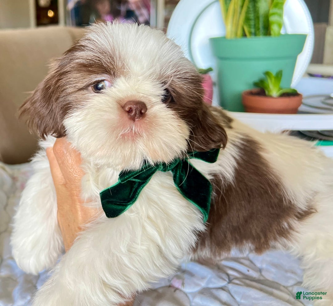 Shih Tzu dogs for sale: Rosse - Image 3
