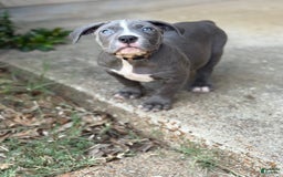 American Bully dogs for sale: Ivy - Image 4