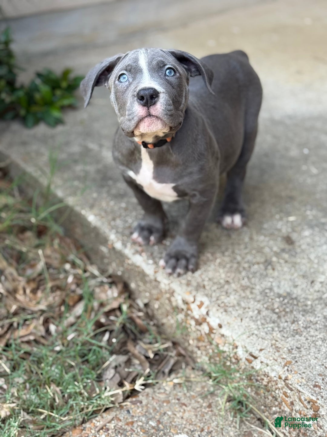 American Bully dogs for sale: Ivy - Image 4