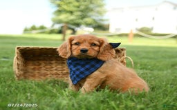 Miniature Golden Retriever dogs for sale: Camper - Image 3