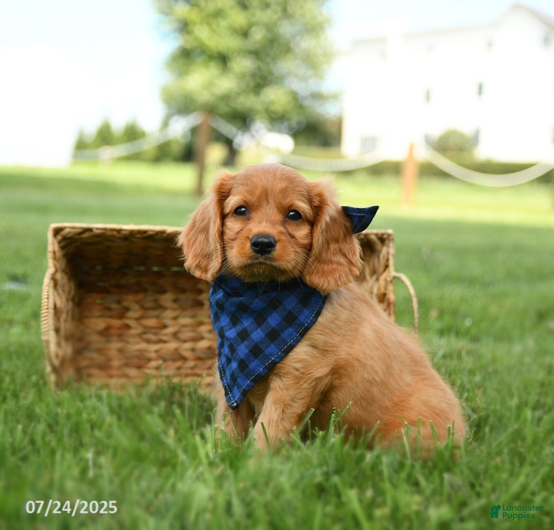 Miniature Golden Retriever dogs for sale: Camper - Image 3