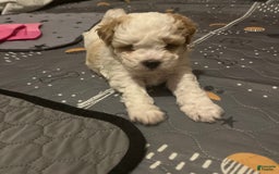 Miniature Poodle dogs for sale: May - Image 23