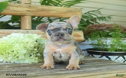 French Bulldog dogs for sale: Toby - Image 3