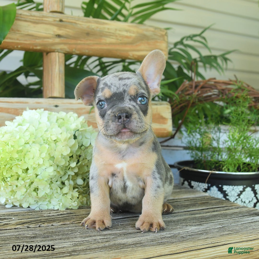 French Bulldog dogs for sale: Toby - Image 3