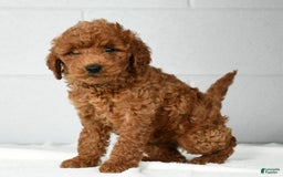 Mini Goldendoodle dogs for sale: Ranae - Image 9