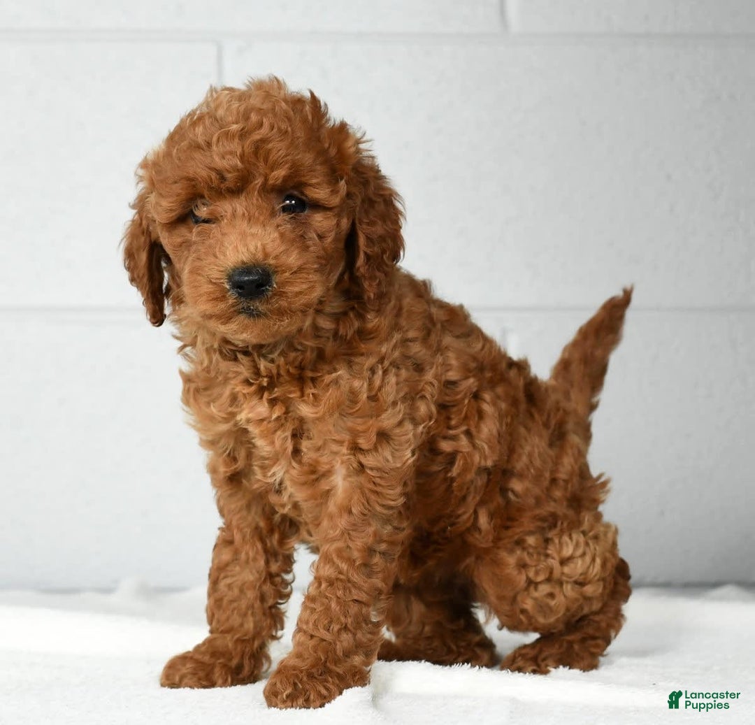 Mini Goldendoodle dogs for sale: Ranae - Image 9